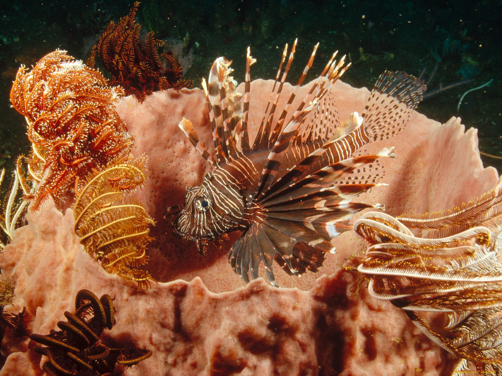 lionfish, lurking, among, feather, star, crinoids, , 